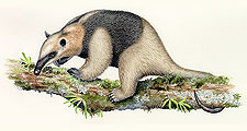  Anteater 