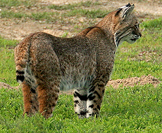  Bobcat 