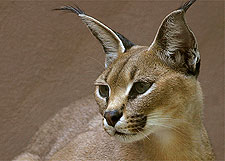  Caracal 
