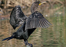  Double-crested Cormorant 