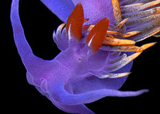  Spanish Shawl:  Flabellina iodinea