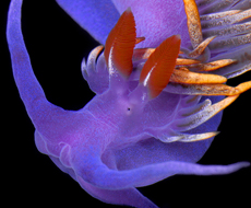  Spanish Shawl Nudibranch 