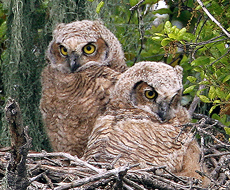  Great Horned Owl 