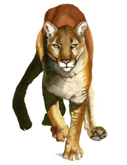  Cougar by Alexa McKenna 