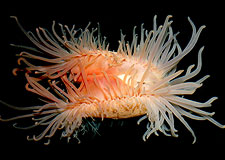  Lima Clam 