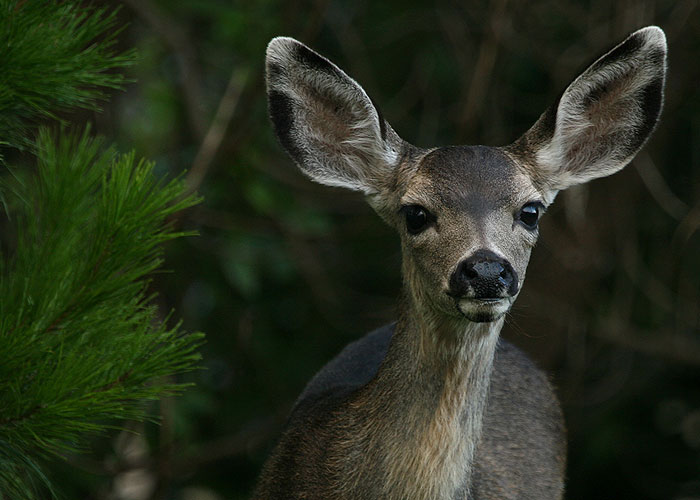  Mule Deer 