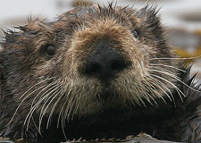  Sea Otter 