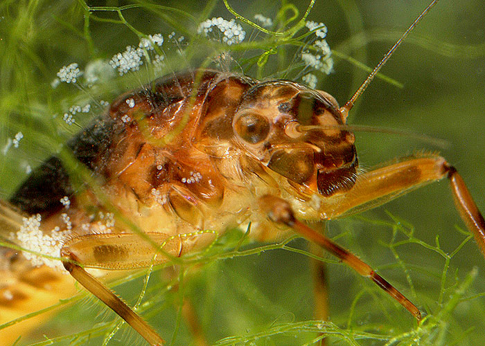  Blue Quill Mayfly 