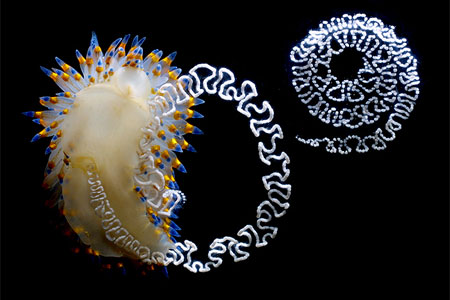  Santa Barbara Nudibranch 