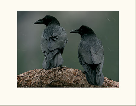  Common Raven 