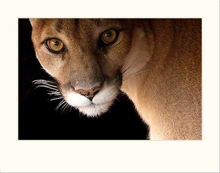  Cougar 