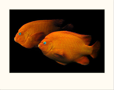  Garibaldi 