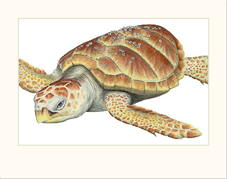  Loggerhead Sea Turtle 