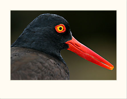  Black Oystercatcher 