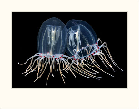  Polyorchis Medusae 