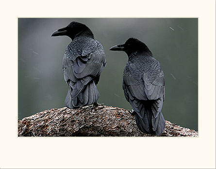  Common Ravens 