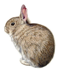  Volcano Rabbit by Rebecca Robinson 
