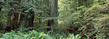  Redwood Forest 