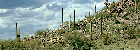  Desert 