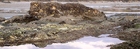  Salt Marsh 