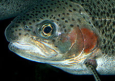  Trout 