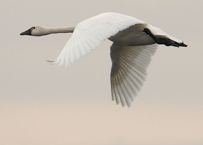 Pictures Of Tundra Swan - Free Tundra Swan pictures 